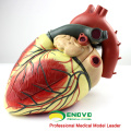 HEART09(12485) объемная анатомическая модель человеческого сердца, 3-части, Анатомия модели &gt; модели сердца
